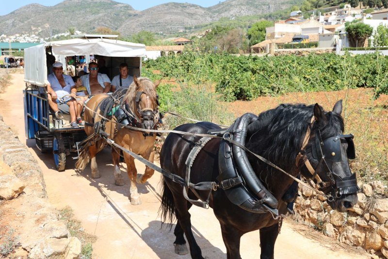 La presentació i l’entrada de la murta aporten l’ambient a l’arranc de les festes de Llíber La presentació i l’entrada de la murta aporten l’ambient a l’arranc de les festes de Llíber
